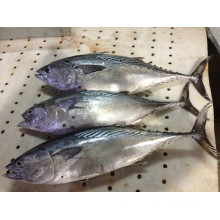 W / R Super Frozen Black Skipjack Peixe